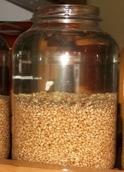Wheat Berries, Sprouting
